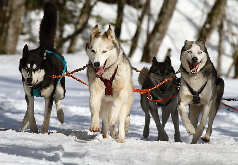 Dog Sledding