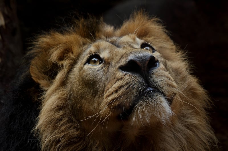 Safari Photography